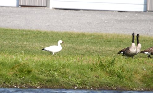 IMG 2259 c Snow and Canada Goose Whispering Willows Kankakee Co IL 9-14-2015