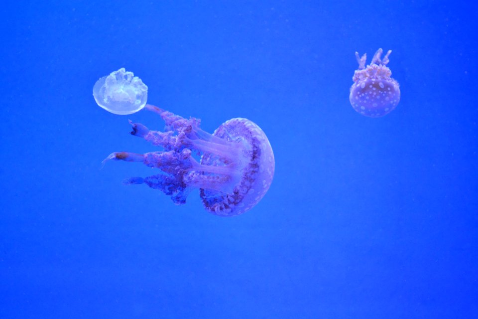 animal: sealife