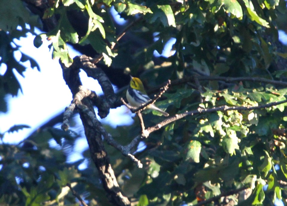 IMG 2776 c Black-throated Green Warbler Hse Kankakee IL 9-20-2015