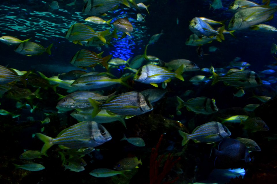 animal: sealife