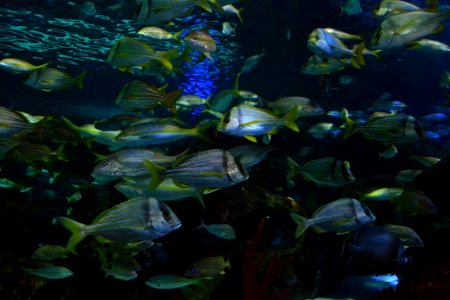 animal: sealife