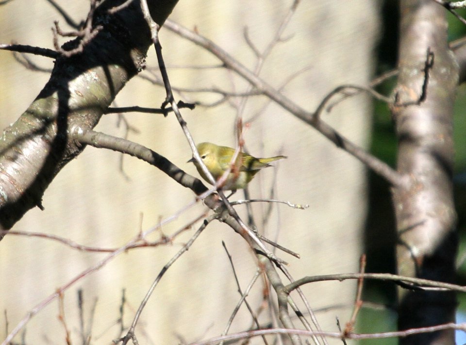 IMG 2723 c Tennessee Warbler Hse Kankakee IL 9-20-2015