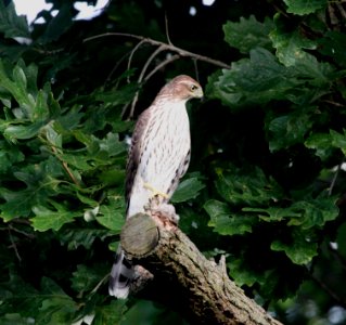 IMG 3211 c Cooper's Hawk Hse Kankakee IL 9-26-2015