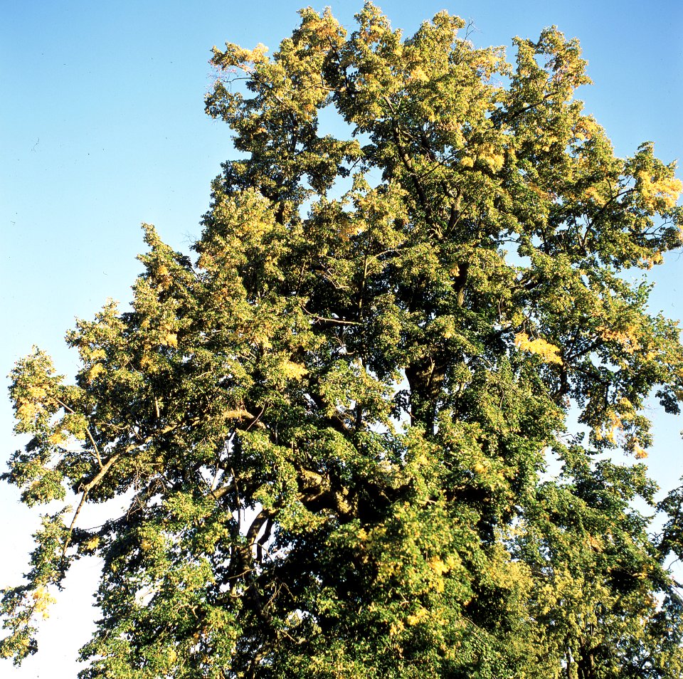 Kiev-80 with MIR-38V 3,5/65 - Lime Tree
