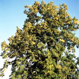 Kiev-80 with MIR-38V 3,5/65 - Lime Tree