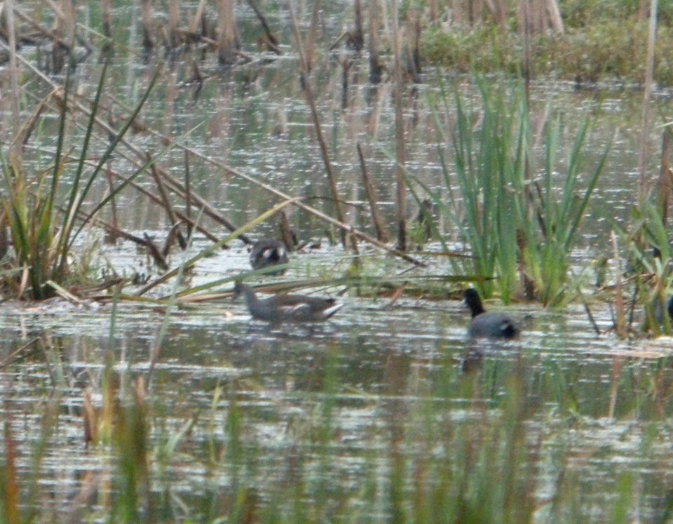 DSCN8244 c Common Gallinule TNC Kankakee Sands IN 9-27-2015