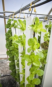 Farming plants lettuce
