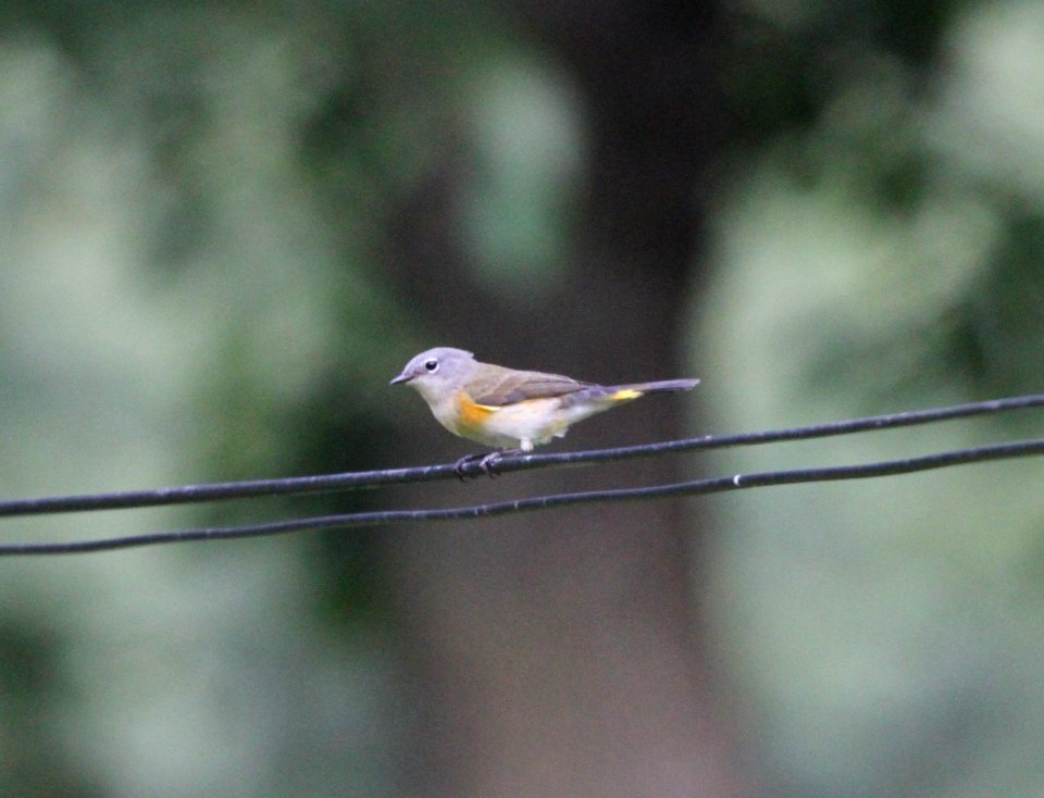 IMG 1761 c American Redstart Hse Kankakee IL 9-4-2015 (1)