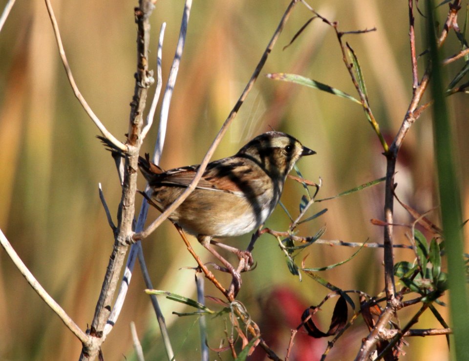 IMG 2934 c Swamp Sparrow Willow Slough FWA IN 9-23-2015