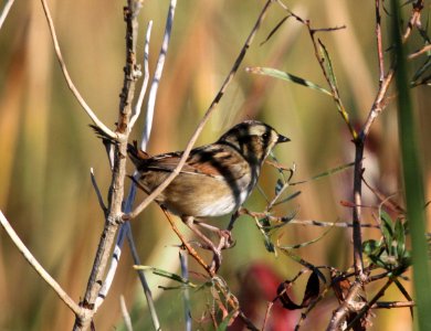 IMG 2934 c Swamp Sparrow Willow Slough FWA IN 9-23-2015