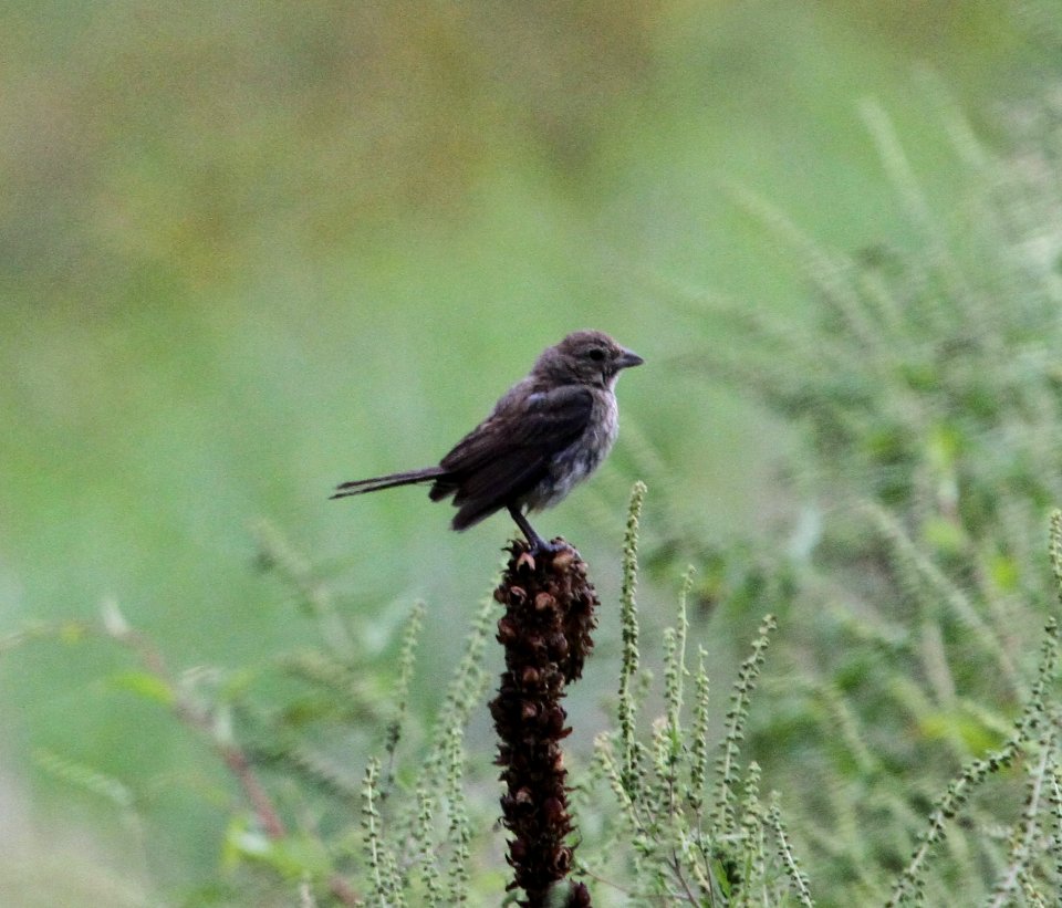 IMG 1792 c Indigo Bunting Willow Slough FWA IN 9-5-2015