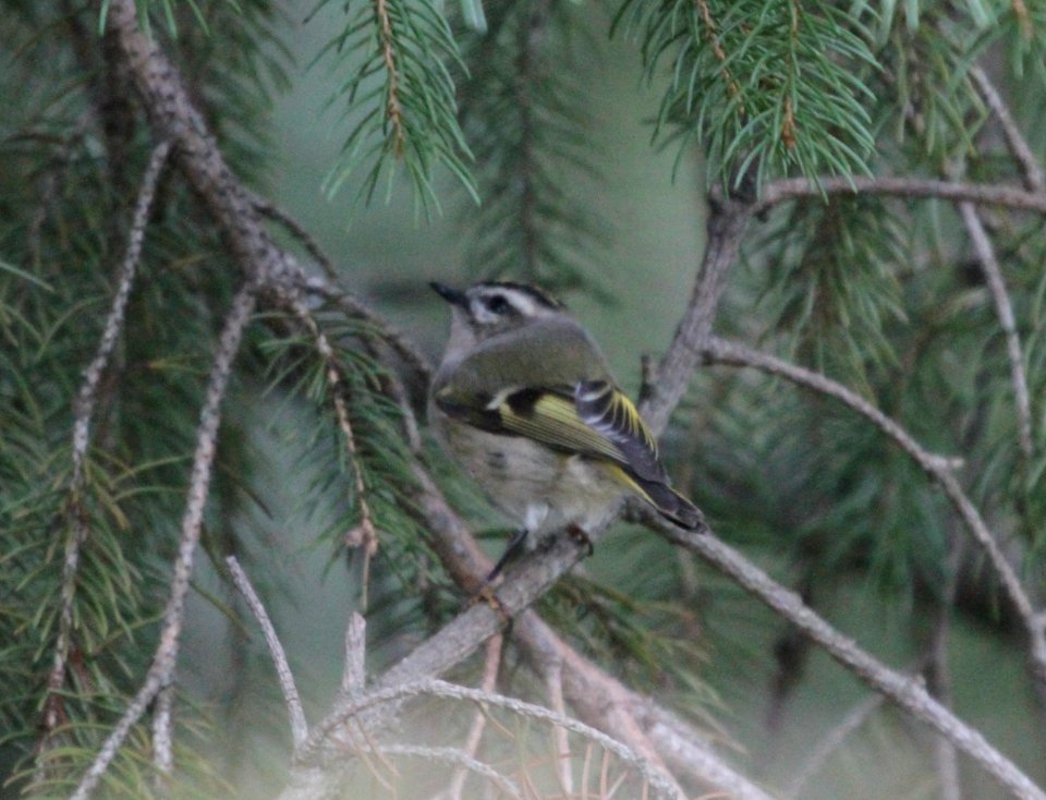 IMG 3385 c Golden-crowned Kinglet Hse Kankakee IL 9-30-2015