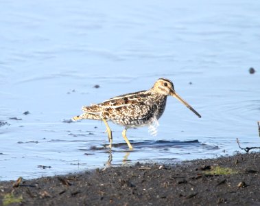 IMG 5299 c Wilson' Snipe Iroquois Co IL 11-14-2015