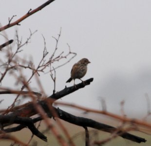 IMG 1980 c Vesper Sparrow Sod Farm Momence IL 9-9-2015