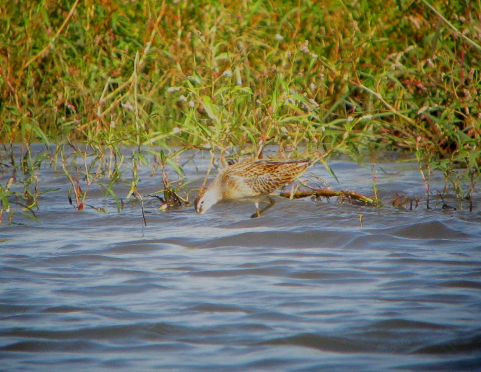 IMG 1981 c Short-billed Dowitcher Whispering Willows Kankakee Co IL 8-22-2015