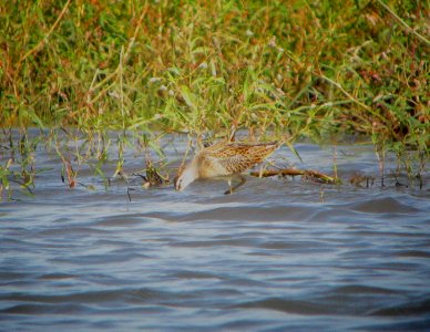 IMG 1981 c Short-billed Dowitcher Whispering Willows Kankakee Co IL 8-22-2015