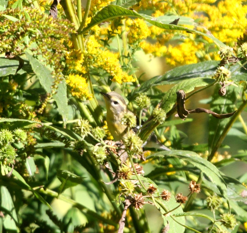IMG 2609-c Blackburnian Warbler Hse Kankakee IL 9-20-2015