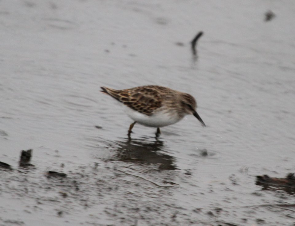IMG 4734 c Least Sandpiper Iroquois Co IL 10-31-2015