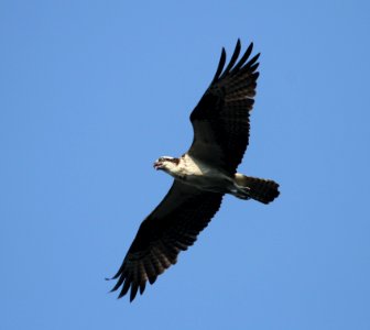 IMG 1946- c Osprey Kankakee IL 9-8-2015