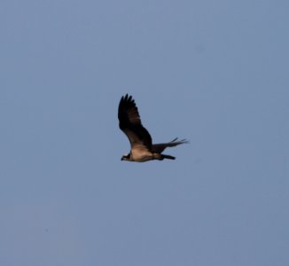 IMG 1645 c Osprey Kankakee IL 9-1-0215