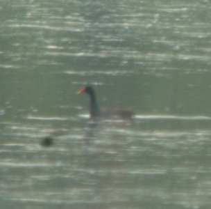 DSCN7320 c Common Gallinule Willow Slough FWA IN 6-24-2015
