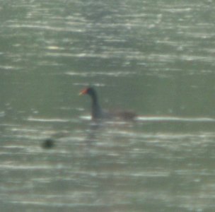 DSCN7320 c Common Gallinule Willow Slough FWA IN 6-24-2015 photo