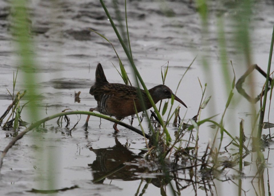 IMG 3529 c Virginia Rail TNC Kankakee Sands IN 10-5-2015
