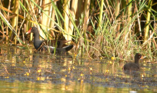 DSCN7943 c Common Gallinule TNC Kankakee Sands IN 8-13-2015