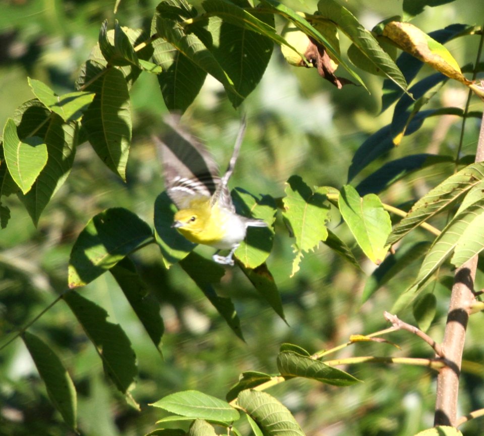 IMG 2574 c Yellow-throated Vireo Heiland FP Kankakee Co IL 9-20-2015