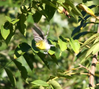 IMG 2574 c Yellow-throated Vireo Heiland FP Kankakee Co IL 9-20-2015