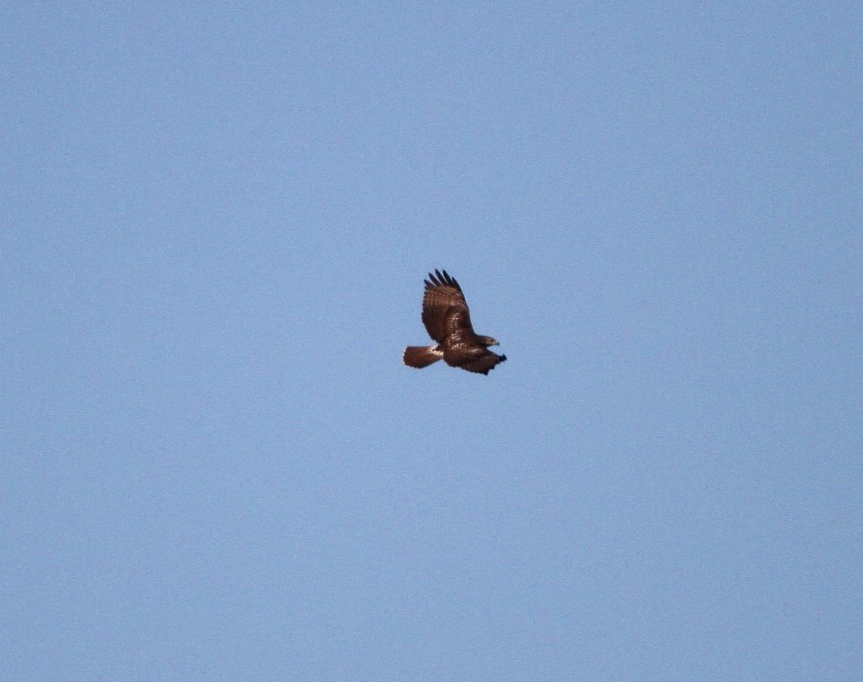 IMG 2411 c Red-tailed Hawk River Rd Park Kankakee IL 9-16-2016