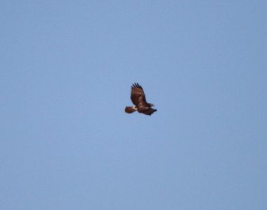 IMG 2411 c Red-tailed Hawk River Rd Park Kankakee IL 9-16-2016