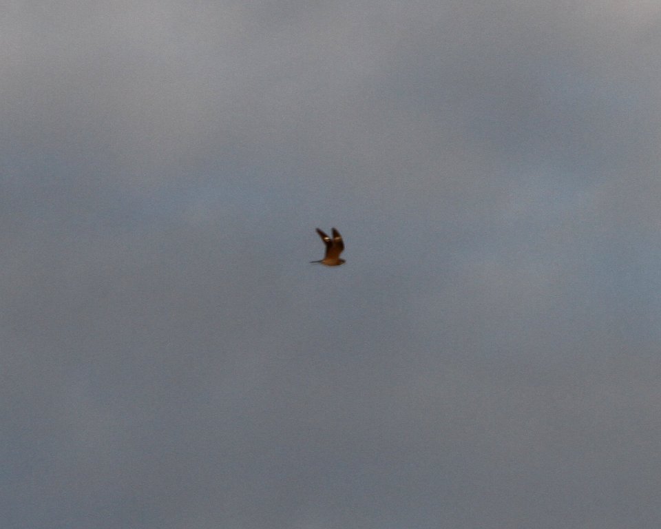 IMG 3549 c Common Nighthawk Kankakee IL 10-7-2015