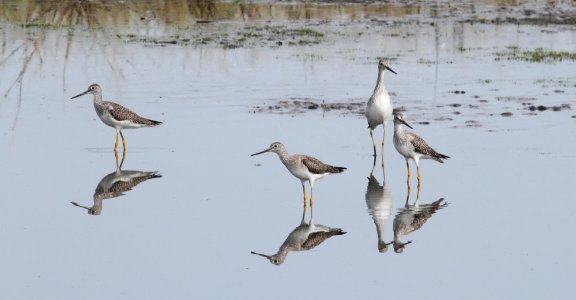 IMG 3598 c Greater Yellowlegs Whispering Willows Bourbonnais IL 10-7-2015