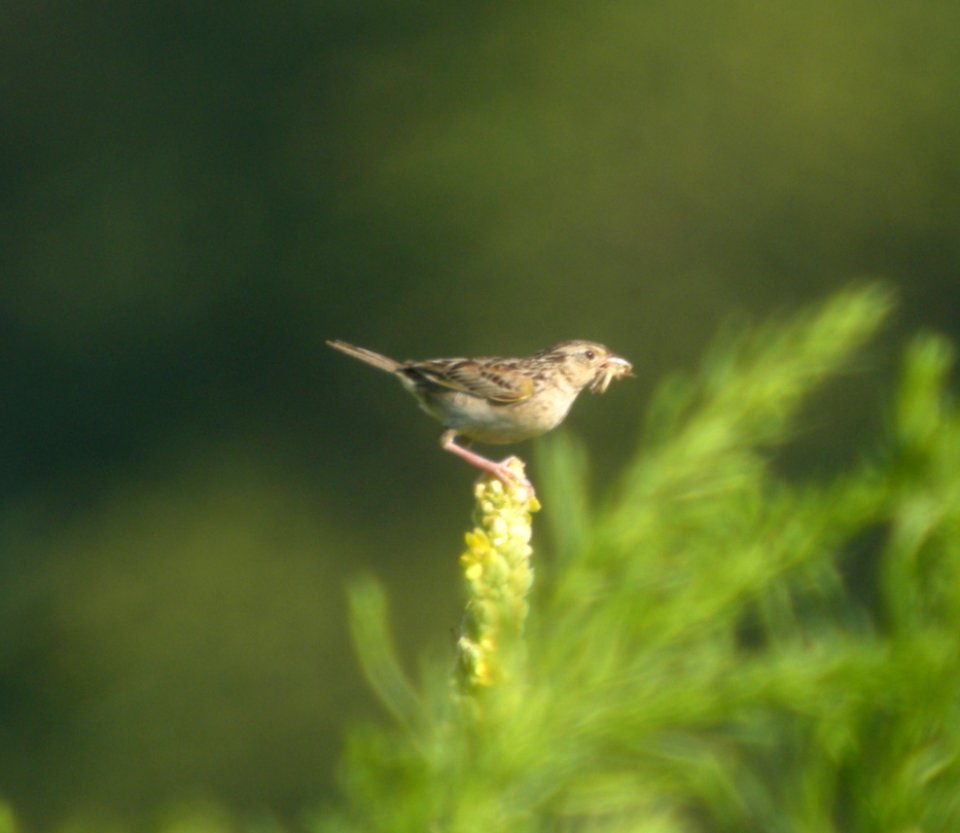 DSCN7641 c Grasshopper Sparrow Willow Slough FWA IN 7-22-2015