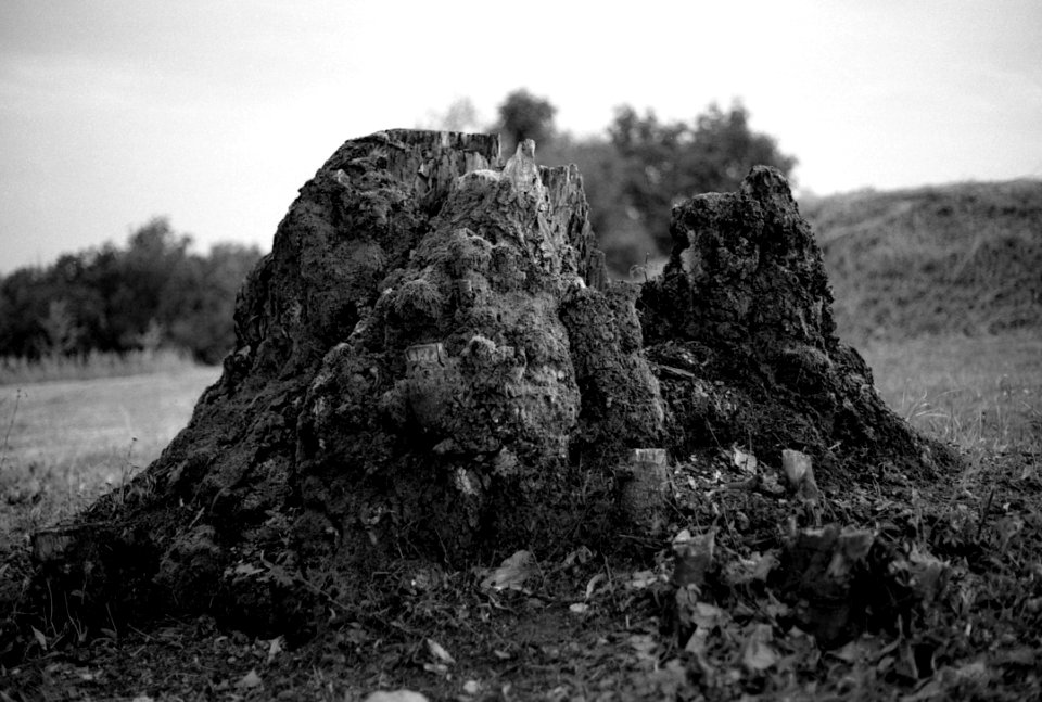 Canon EOS 30 with Canon EF 50mm f/1,8 II - Decaying Stump