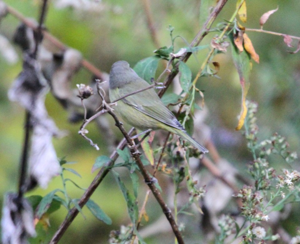 IMG 4124 c Orange-crowned Warbler Hse Kankakee IL 10-19-2015