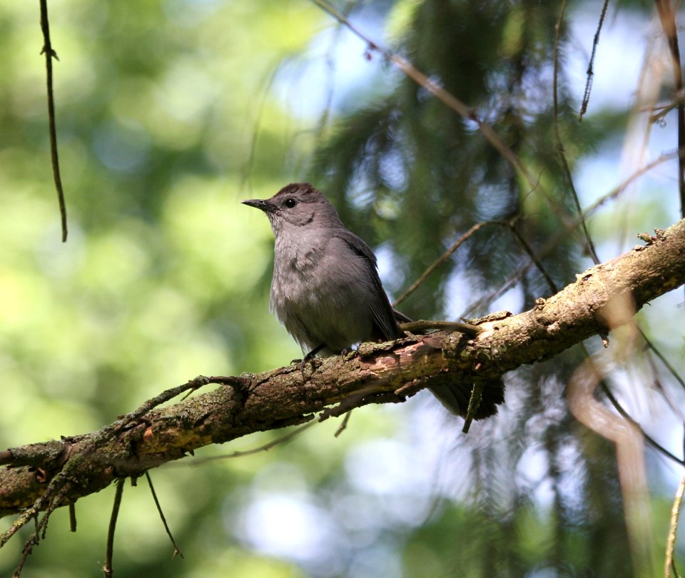 IMG 0028 c Gray Catbird Hse Kankakee IL 6-27-2015
