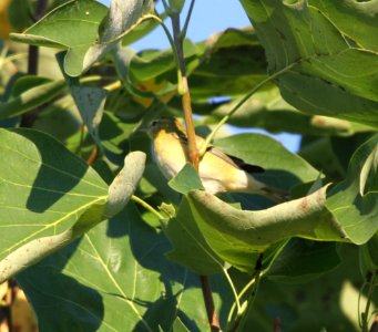 IMG 1231 c Tennessee Warbler Perry Farm Bourbonnais IL 8-22-2015.JPG photo