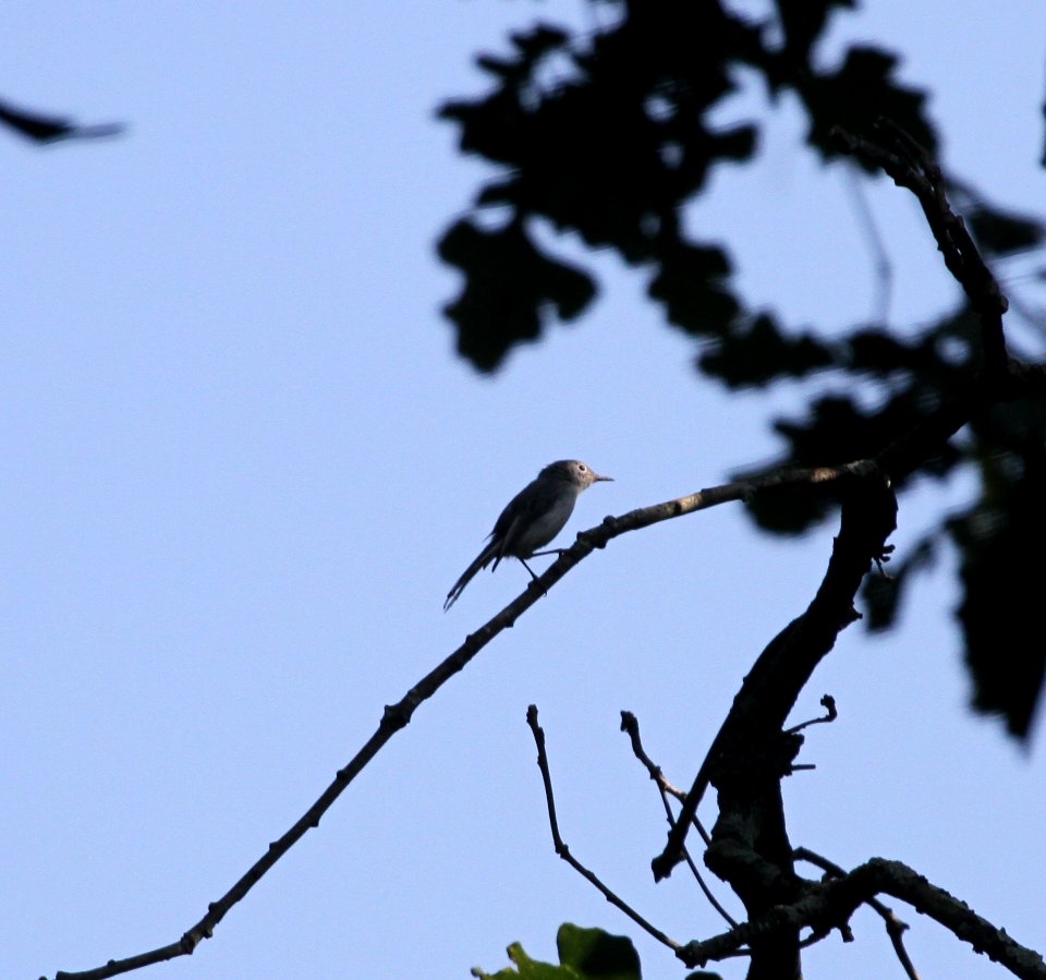 IMG 1099 c Blue-gray Gnatcatcher Hse Kankakee IL 8-12-2015