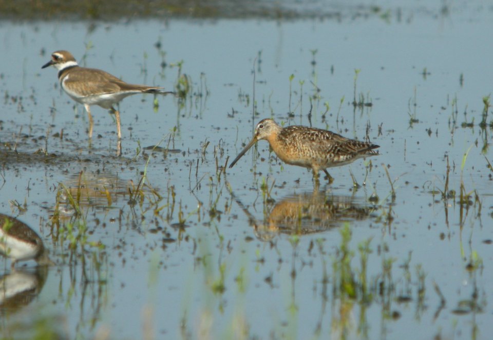 DSCN7724 c Short-billed Dowitcher Whispering Willows Kankakee Co IL 7-29-2015