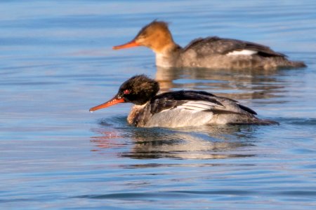 Red-Breasted Merganser photo