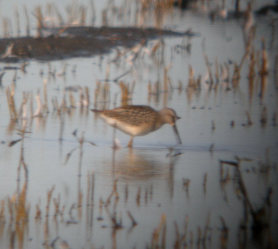 DSCN7799 c Stilt Sandpiper Whispering Willows Kankakee IL 8-5-2015