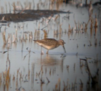 DSCN7799 c Stilt Sandpiper Whispering Willows Kankakee IL 8-5-2015