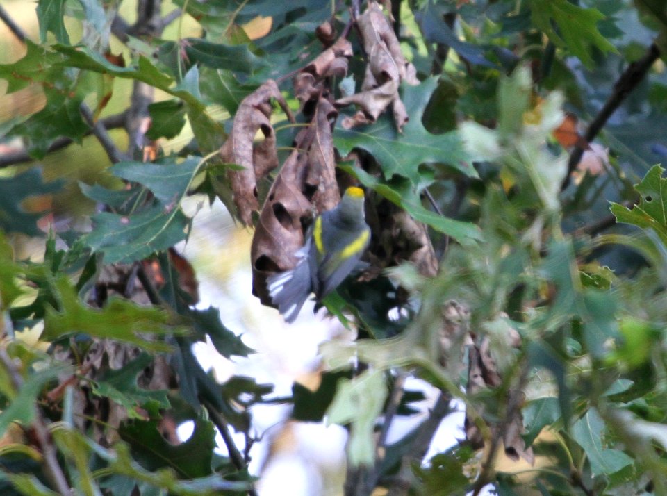 IMG 2012 c Golden-winged Warbler Heiland Forest Preserve Kankakee Co IL 9-10-2015