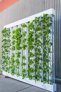 Bok choy lettuce hydroponics
