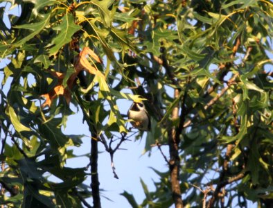 IMG 2008 c Golden-winged Warbler Heiland Forest Preserve Kankakee Co IL 9-10-2015