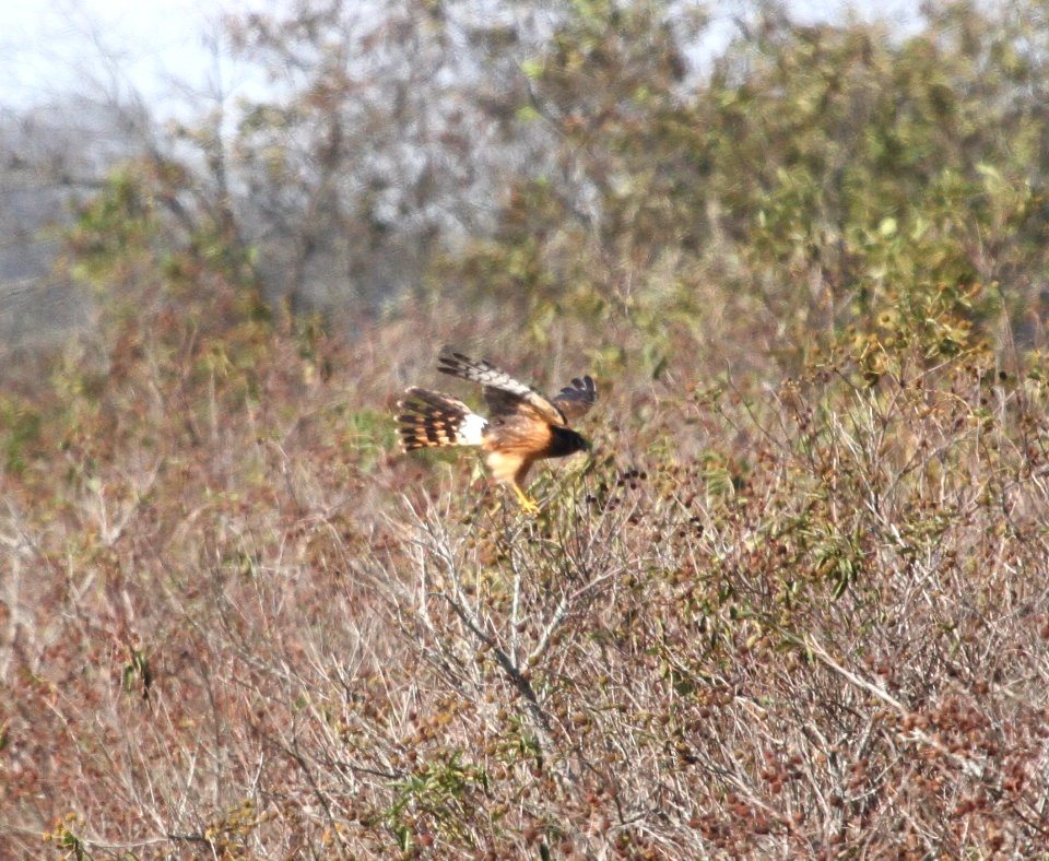 IMG 3327 c N Harrier TNC Kankakee Sands IN 9-30-2015