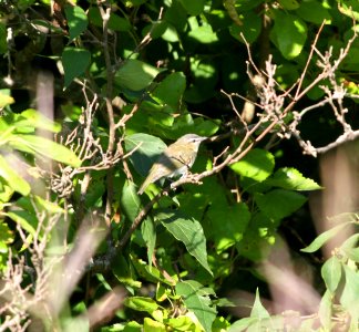 IMG 1321 c Red-eyed Vireo Perry Farm Bourbonnais IL 8-22-2015