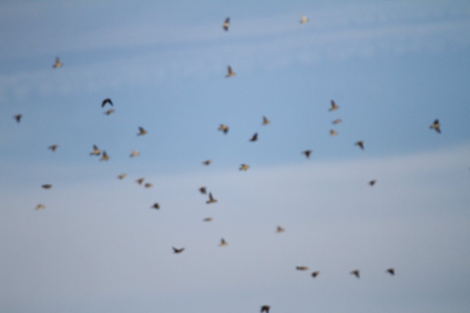 IMG 3113 c Bobolink TNC Kankakee Sands IL 9-25-2015